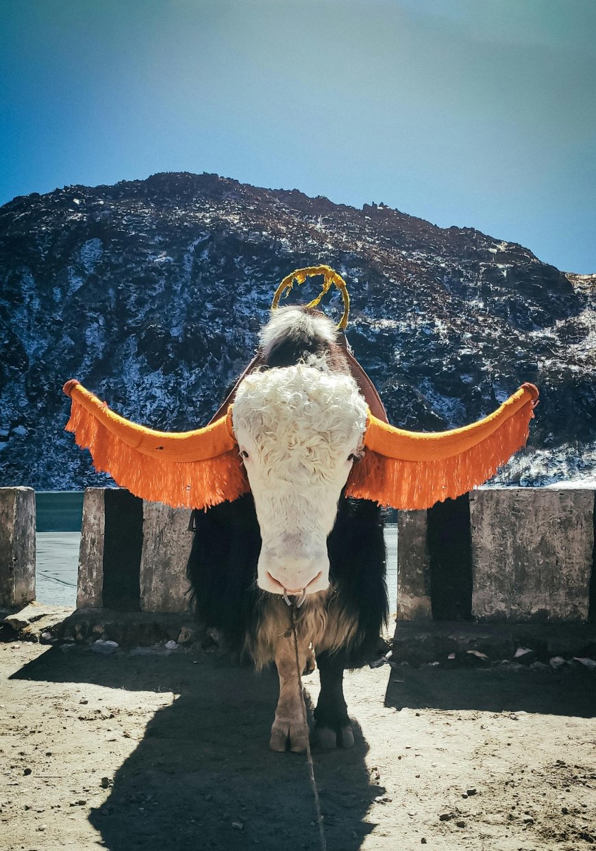 Exploring Sikkim: from NJP with Sightseeing, Culture, and Culinary Delights